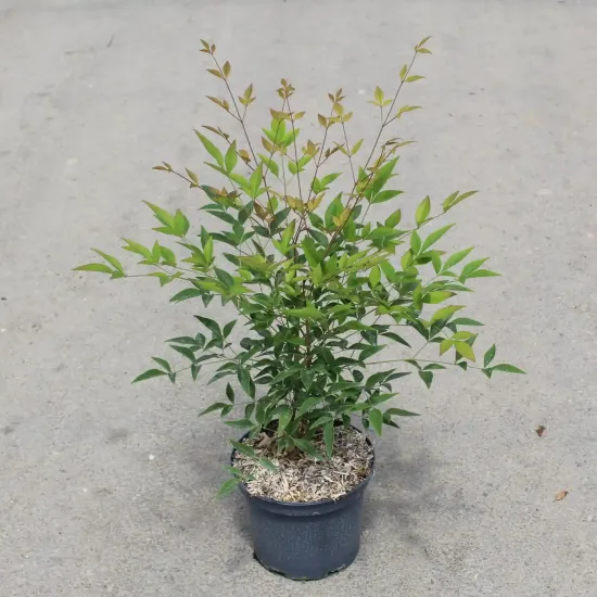 Bambou sacré (Nandina domestica) — jeune arbuste en pot sur sol bétonné · Pot 3L, photo 14