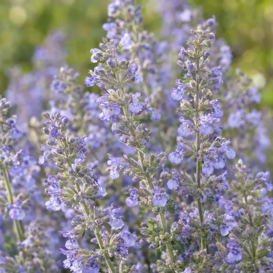 Népétas 'Six hills giant' (Nepeta faassenii) — épis de petites fleurs mauves en masse