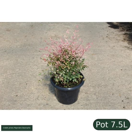 Bambou sacré 'Twilight'