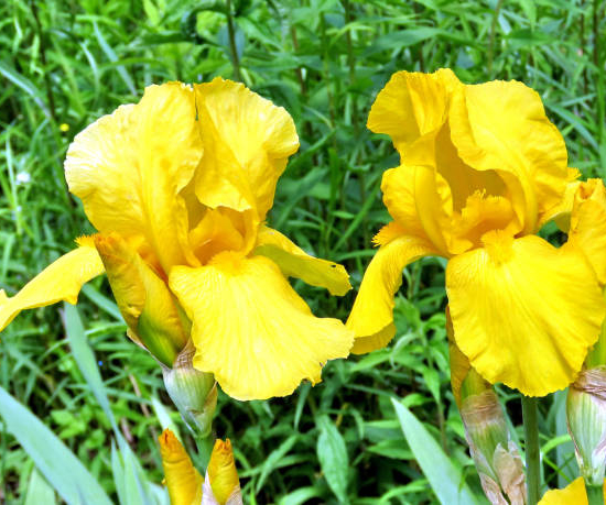 Iris d'allemagne 'Ola kala jaune'