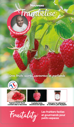 Framboisier 'Frambelise'