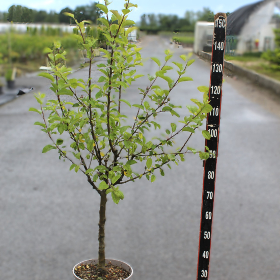Pommier 'Rambour d'hiver de lorraine'