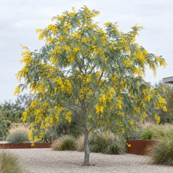 Mimosa d'hiver (Acacia dealbata) — arbre isolé aux fleurs jaunes dans jardin sec · Photo d'illustration