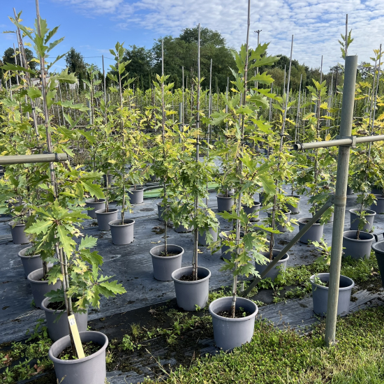 Chêne rouge d'amérique 'Boltes gold'