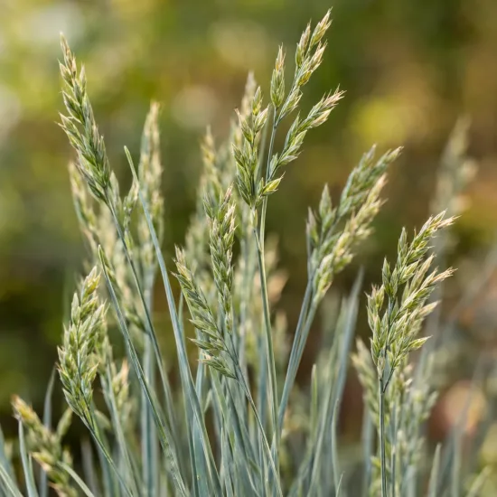 Fétuque bleu 'Festina blue' (Festuca glauca) — tiges dressées avec épis herbacés serrés · Photo d'illustration
