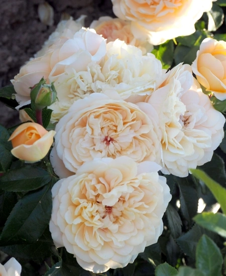 Rosier 'Avalanche abricot '