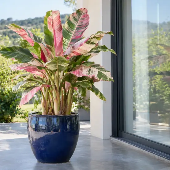 Banane 'Nono pink variegata' (Musa) — grand feuillage panaché vert et rose en pot