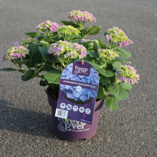 Hortensia 'Forever and ever bleu'