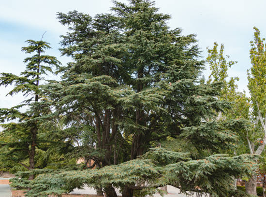 Cèdre bleu de l'atlas pyramidal 'Glauca pyramidalis'
