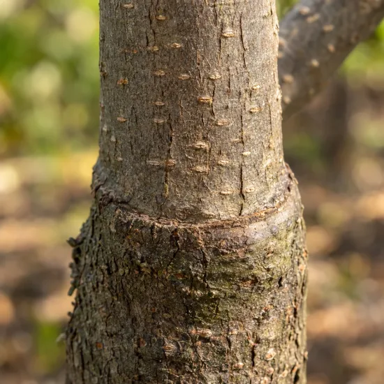Pommier 'M7' (Malus domestica) — gros plan sur tronc d'arbre greffé · Photo d'illustration