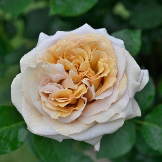 Rosier 'Rallye des gazelles'