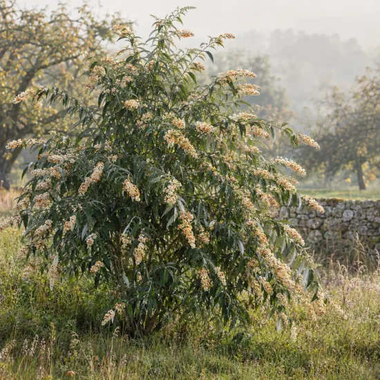 Arbre aux papillons d'hiver (Buddleia auriculata) — grand arbuste aux longues grappes de fleurs claires · Photo d'illustration