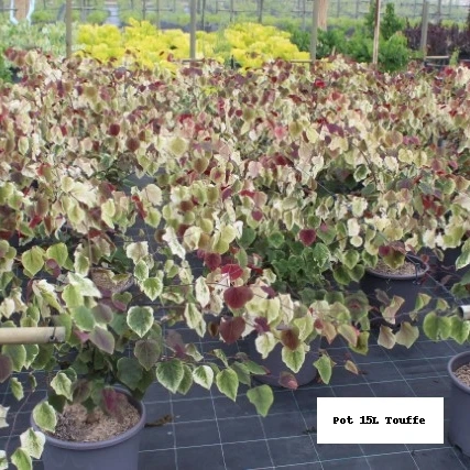 Gainier du Canada 'Carolina Sweetheart'