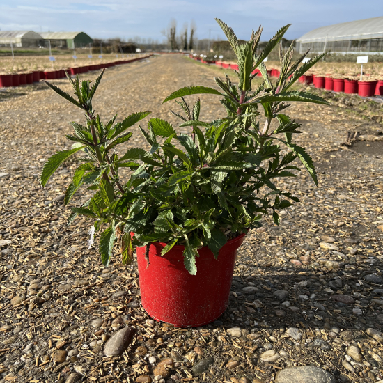 Verveine de Buenos-Aires