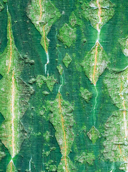 Érable à peau de serpent jaspé de gris 'Rufinerve'