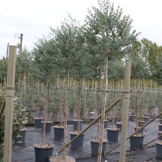 Eucalyptus à feuilles rondes 'Azura'