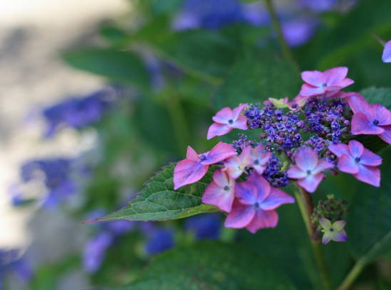 Hortensia 'Mousmee rose'