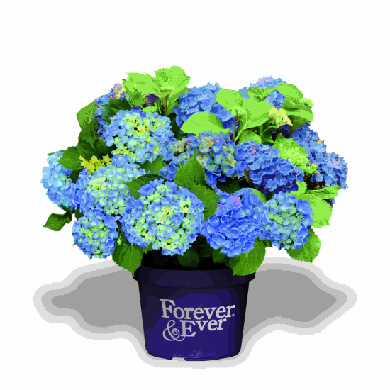 Hortensia 'Forever and ever bleu'
