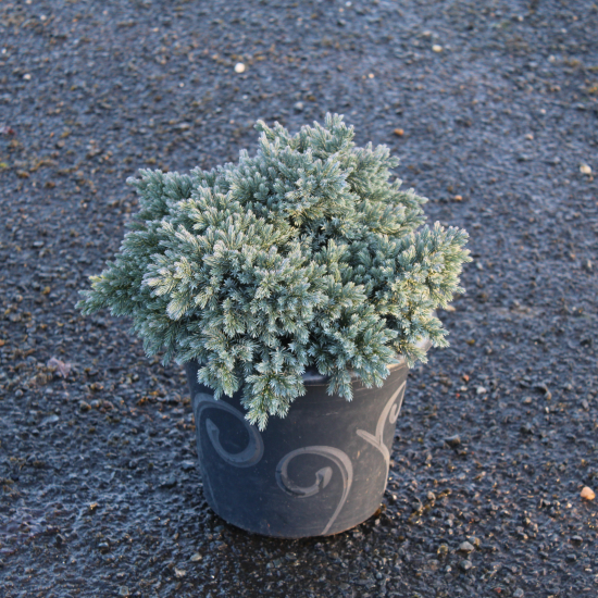 Genévrier écailleux 'Blue star'