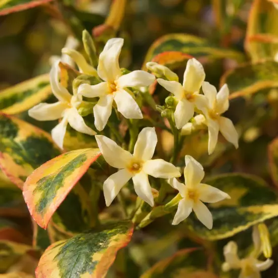 Jasmin étoilé 'Summer sunset' (Trachelospermum asiaticum) — fleurs étoilées crème sur feuillage panaché