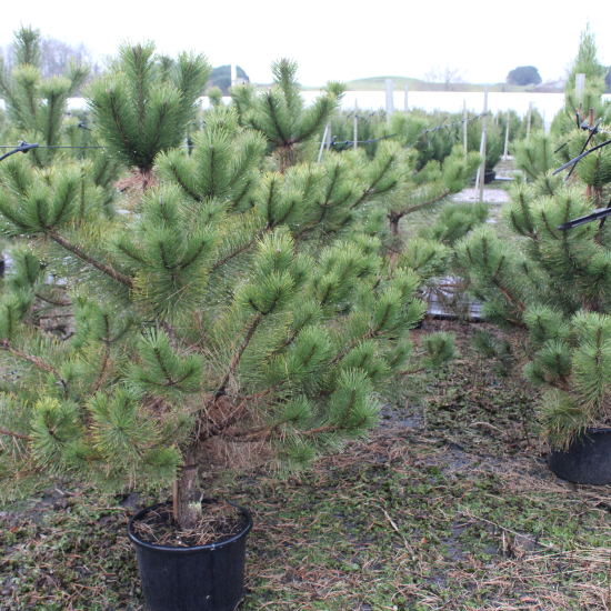 Pin noir 'Austriaca'