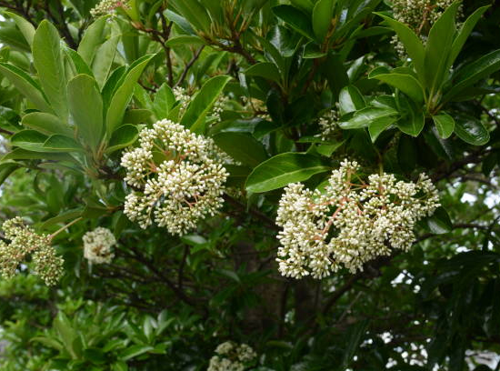 Viorne odorante