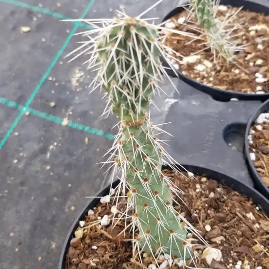 Figuier de barbarie 'Fremont' (Opuntia polyacantha) — jeune cactus épineux en pot de culture