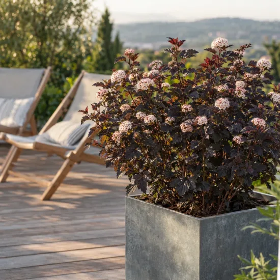 Physocarpe pourpre 'All black' (Physocarpus opulifolius) — arbuste au feuillage sombre fleuri sur terrasse en bois · Photo d'illustration