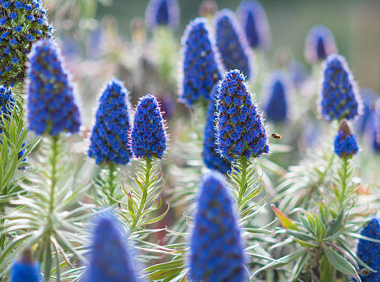 Echium Blanc ou vipérine