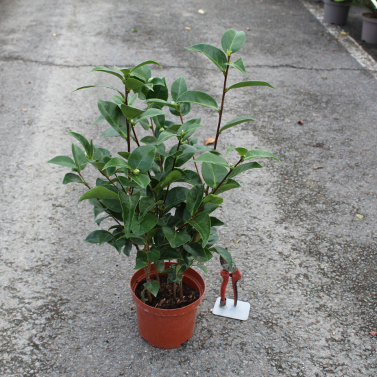 Camélia du japon 'Charles cobb rouge'