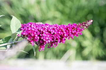 Arbre aux papillons 'petit rubis'