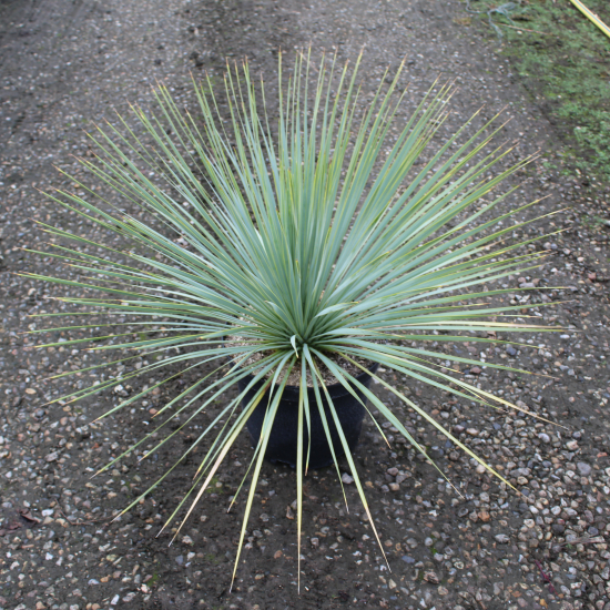 Yucca Rostrata