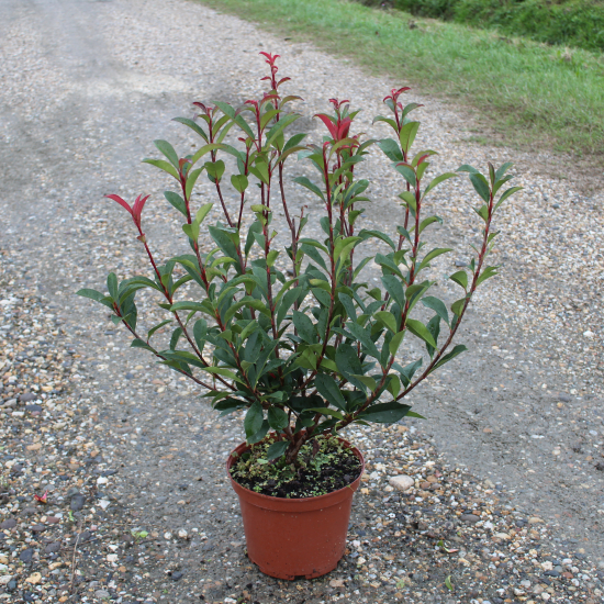 Photinia Fraseri Carré Rouge