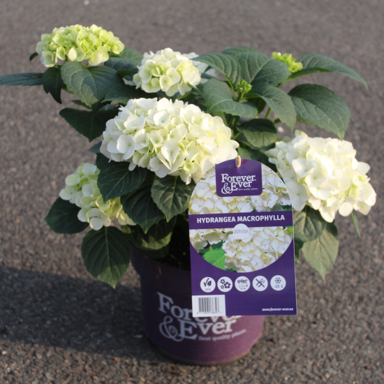 Hortensia 'Forever and ever blanc'