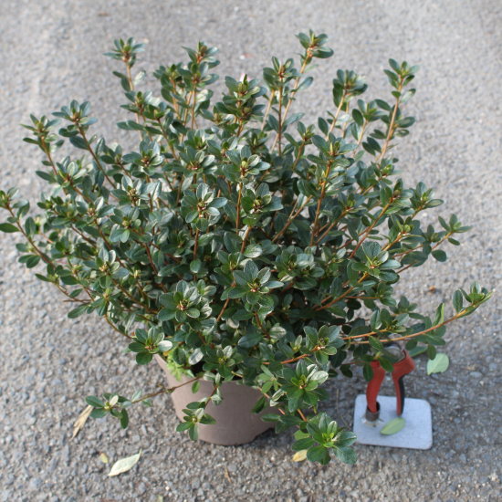 Azalée japonaise 'Amoena magenta'