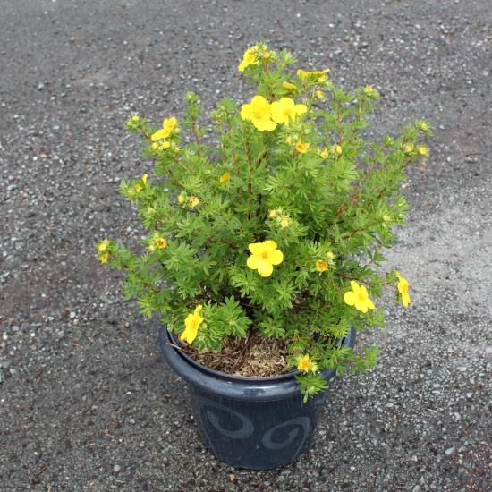 Potentille 'Goldfinger'
