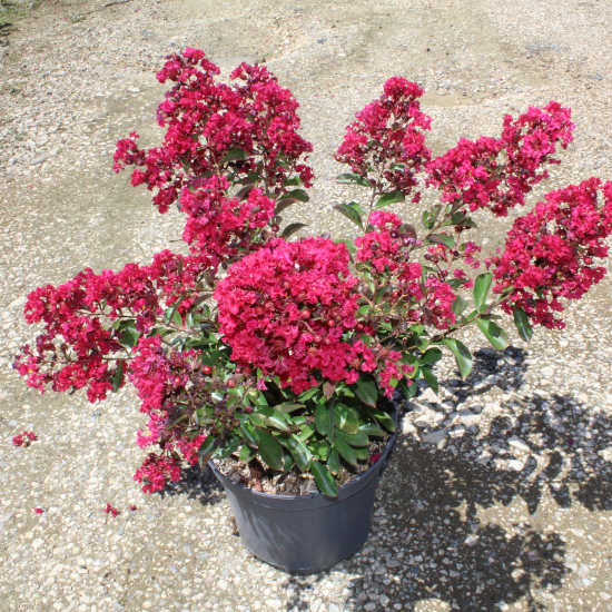 Lilas des indes 'Red imperator'