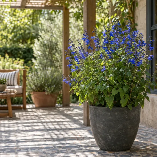 Sauge gentiane 'Blue angel' (Salvia patens) — grand pot de fleurs bleues sur terrasse · Photo d'illustration