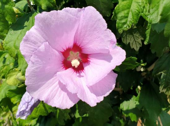 Althéa 'Hamabo rose tendre'
