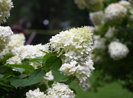 Hortensia paniculé 'Phantom'