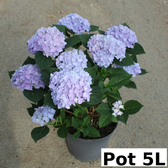 Hortensia 'Renate steiniger bleu'