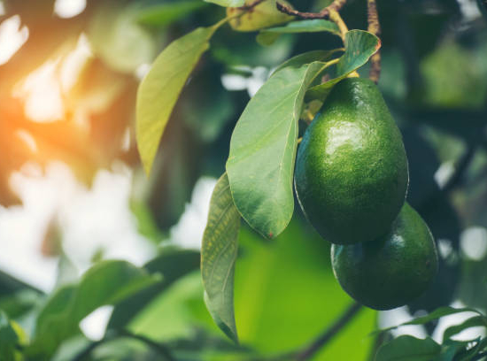 Avocatier