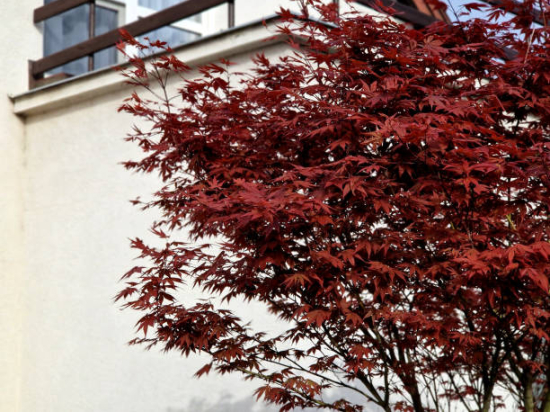 Érable du japon 'Bloodgood rouge'