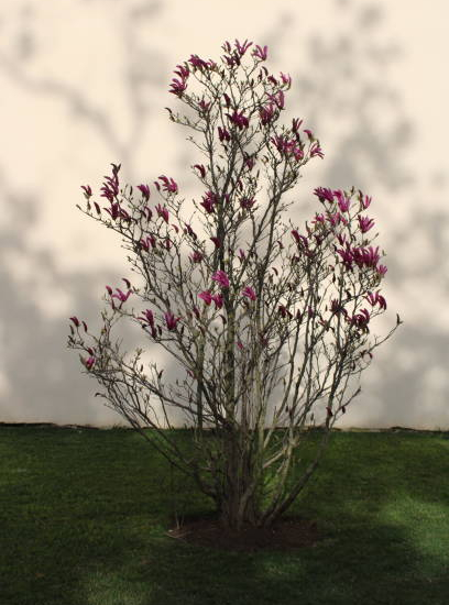 Magnolia 'Nigra'