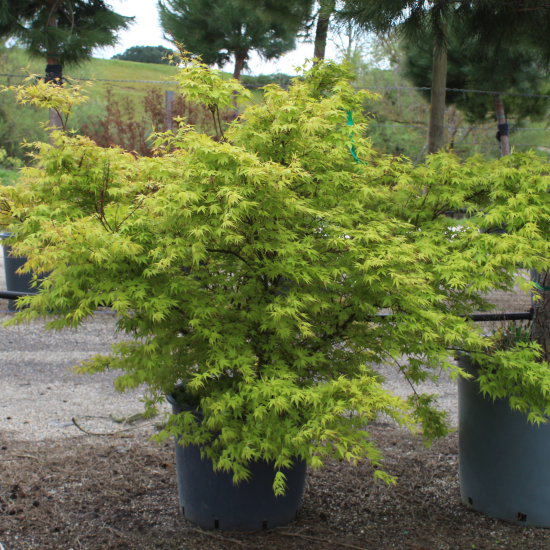 Érable du japon 'Katsura'