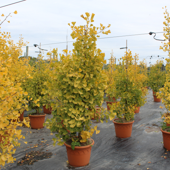Arbre aux quarante écus 'Fastigiata blagon'
