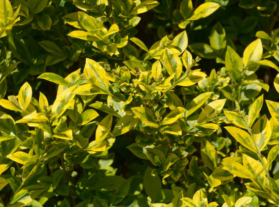 Troène doré de californie 'Aureum'
