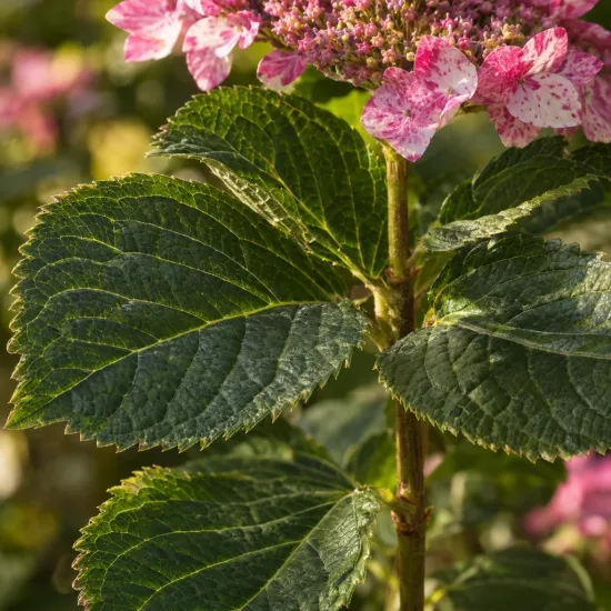 Hortensia 'So long starlit sky' (Hydrangea) — fleurs bicolores et large feuillage dentelé au soleil · Photo d'illustration