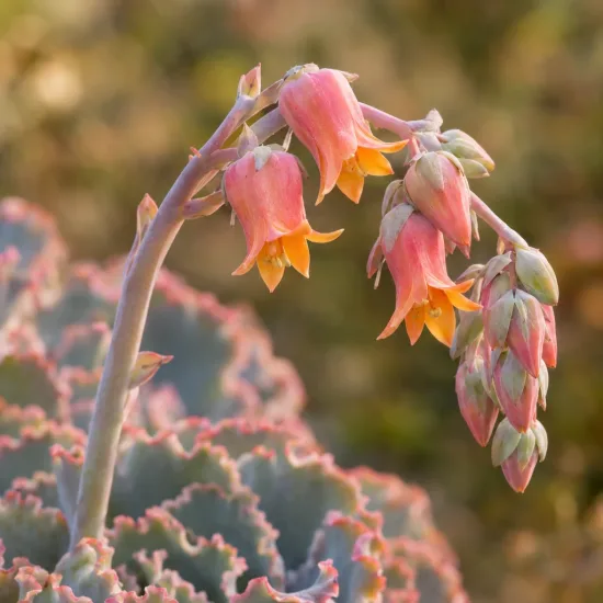 Succulente 'Pink frills' (Echeveria shaviana) — hampe florale avec fleurs pendantes roses et orangées · Photo d'illustration