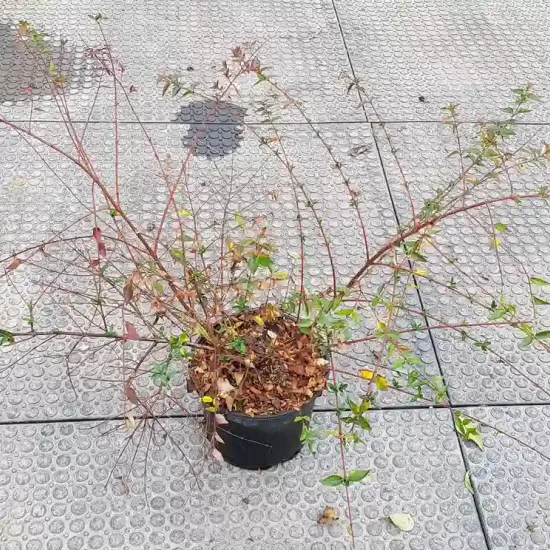 Abélia 'Edward goucher' (Abelia) — jeune arbuste clairsemé en pot noir sur dallage · Pot 3L